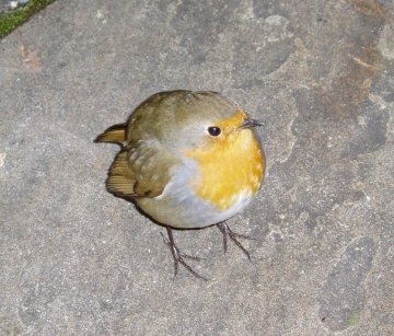 Robin